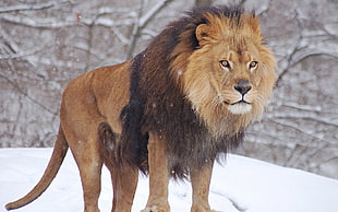 brown and black lion, lion, animals, nature, snow