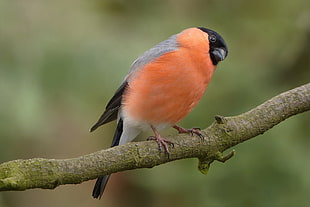 fire-throat bird perched on branch