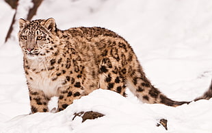 leopard on snow floor during daytime