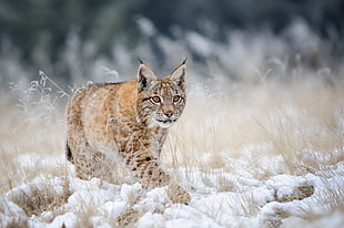 beige wildcat, lynx, winter, snow, wildlife HD wallpaper