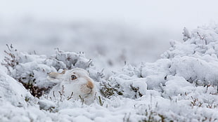 white rabbit, rabbits, animals, mammals, nature HD wallpaper