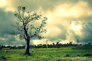 green leaves tree under sunny cloudy sky HD wallpaper