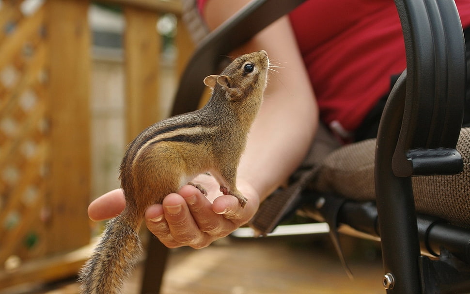 brown and black squirrel HD wallpaper