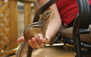 brown and black squirrel