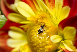 brown shield bug perching on yellow cluster flower in macro photography HD wallpaper