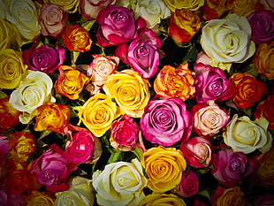 multicolored Rose lot HD wallpaper