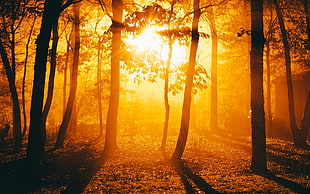 trees, sunlight, trees, Golden Hour, silhouette HD wallpaper