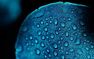 water dew, abstract, blue flowers, water drops HD wallpaper