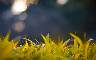 close up photo of yellow grass field