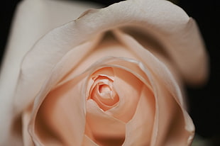 closed-up photo of white rose