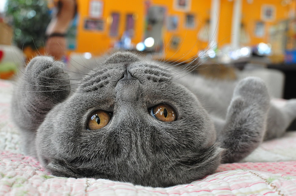short-coated gray cat lying on pink and gray textile HD wallpaper