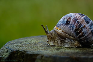 brown and black Garden Snail on concrete surface close up focus photo
