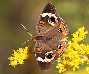 close photo of brown and orange butterfly on yellow flower, common buckeye