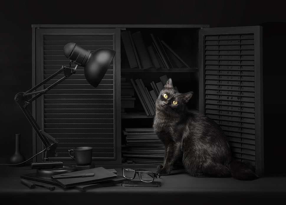 black cat, Sanket Khuntale, dark, lamp, cat HD wallpaper