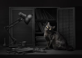 black cat, Sanket Khuntale, dark, lamp, cat