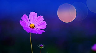 pink Cosmos flower in bloom digital wallpaper