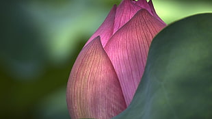 closeup photography of red flower bud