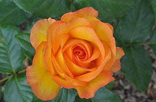 close up photography orange Rose flower HD wallpaper