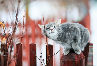 silver tabby cat, cat, closed eyes, animals