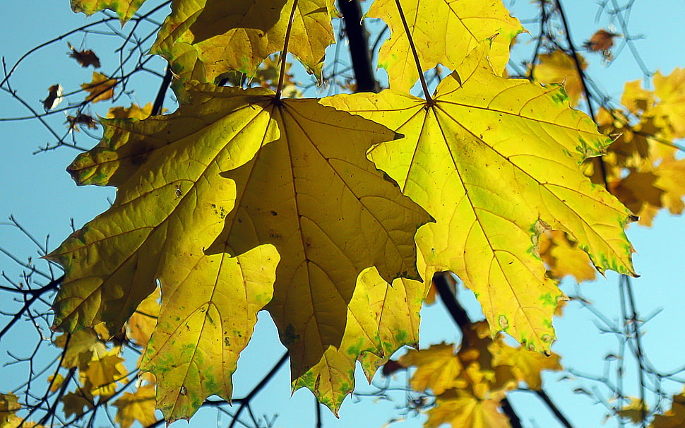 yellow leaves under clear blue sky at daytime HD wallpaper