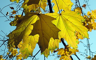 yellow leaves under clear blue sky at daytime