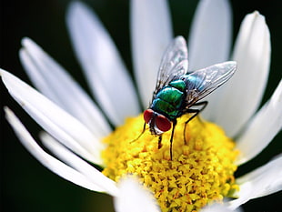 macro photography of green fly on yellow flower