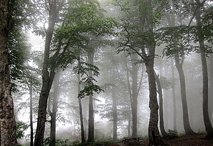 green leaf trees with fogs photo