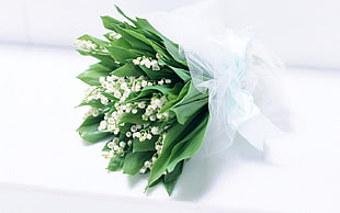 green and white bunch of flowers HD wallpaper