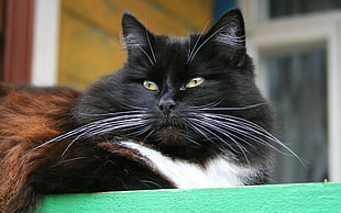 shallow focus photography of black white and brown cat