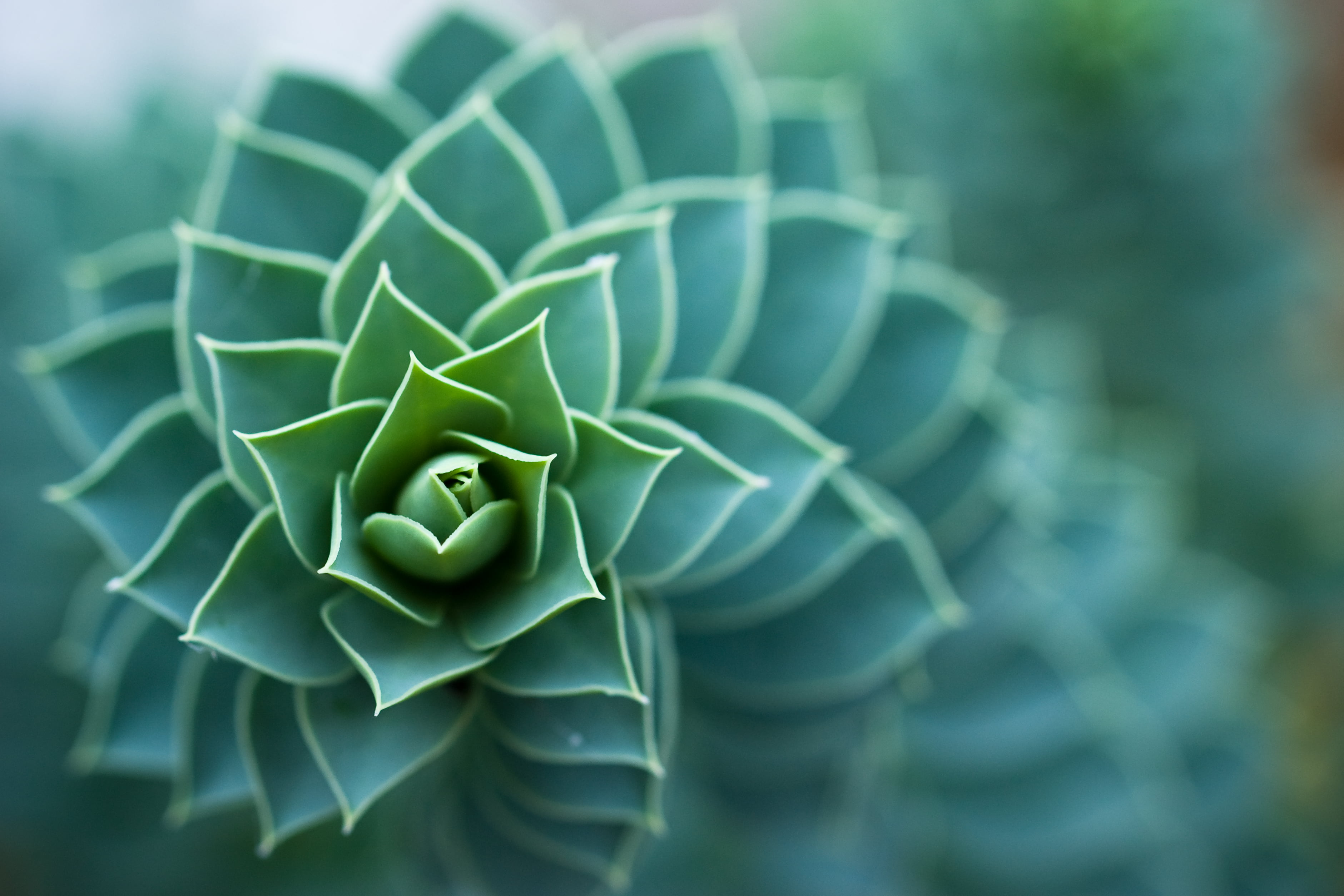 selective focus of green leaves plant