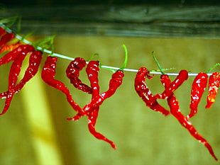 row of red pepper hanged HD wallpaper