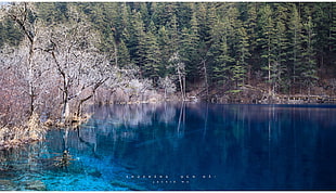 high angle photo of body of water surrounded by pine trees