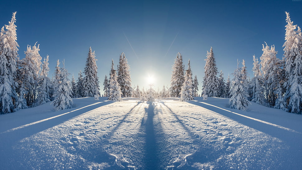 green pine tree, forest, tree, snow HD wallpaper