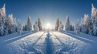 green pine tree, forest, tree, snow