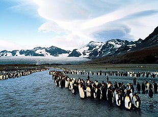 flock of penguins HD wallpaper