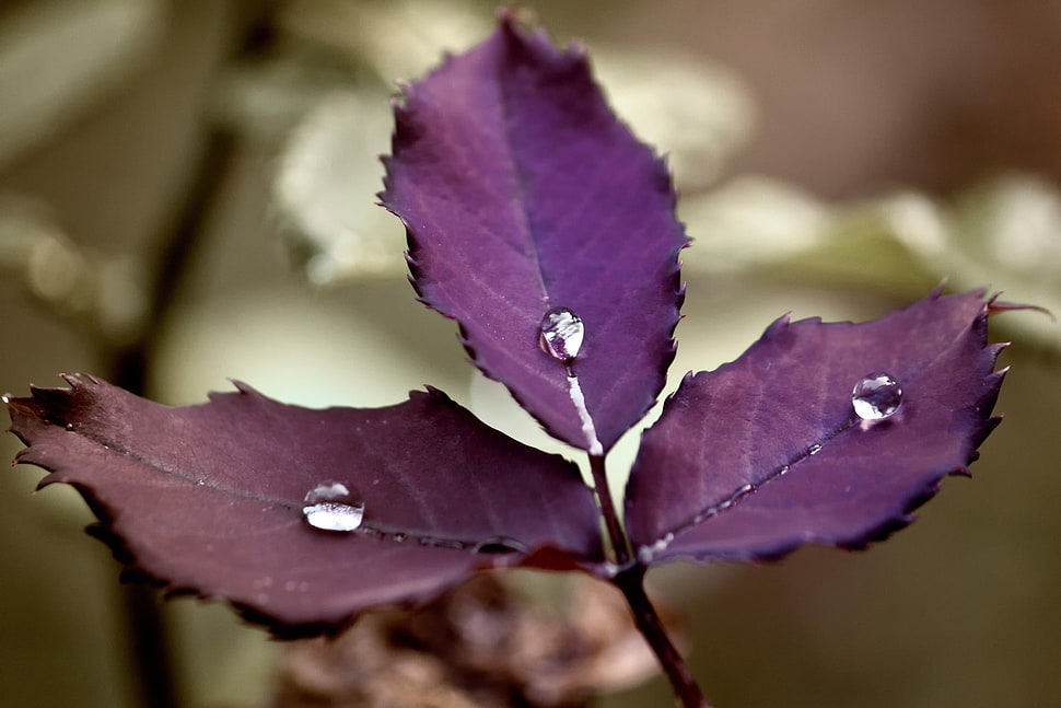 close up photo of purple leaf plant with dew drops HD wallpaper