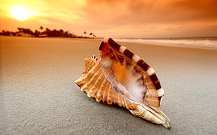 black and white seashell in sunset HD wallpaper