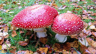macro shot of two red mushrooms HD wallpaper