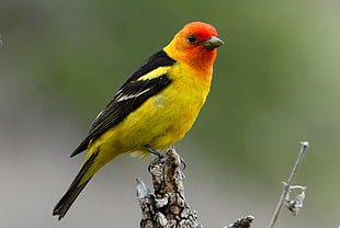 shallow focus photography of yellow, black and orange bird
