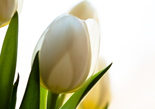 selective focus of white tulips with green leaves