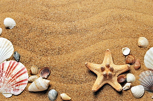 star fish and sea shells on seashore HD wallpaper