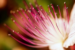 pink flower stamens close-up photo, caper