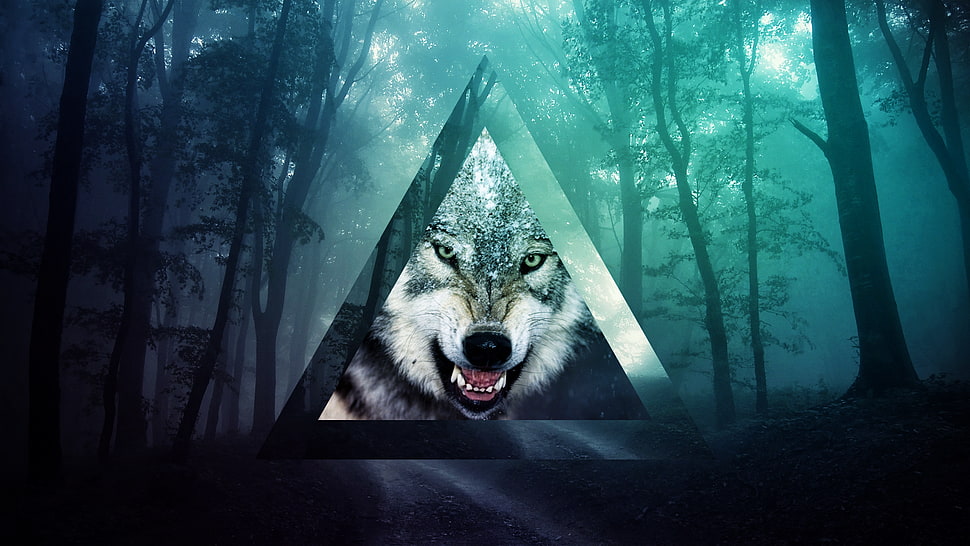 grey wolf across trees HD wallpaper
