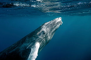 underwater photography of humpback whale