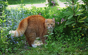 brown tabby cat on the garden HD wallpaper