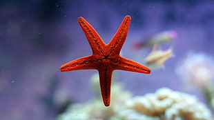 red starfish, nature, water, underwater, starfish HD wallpaper