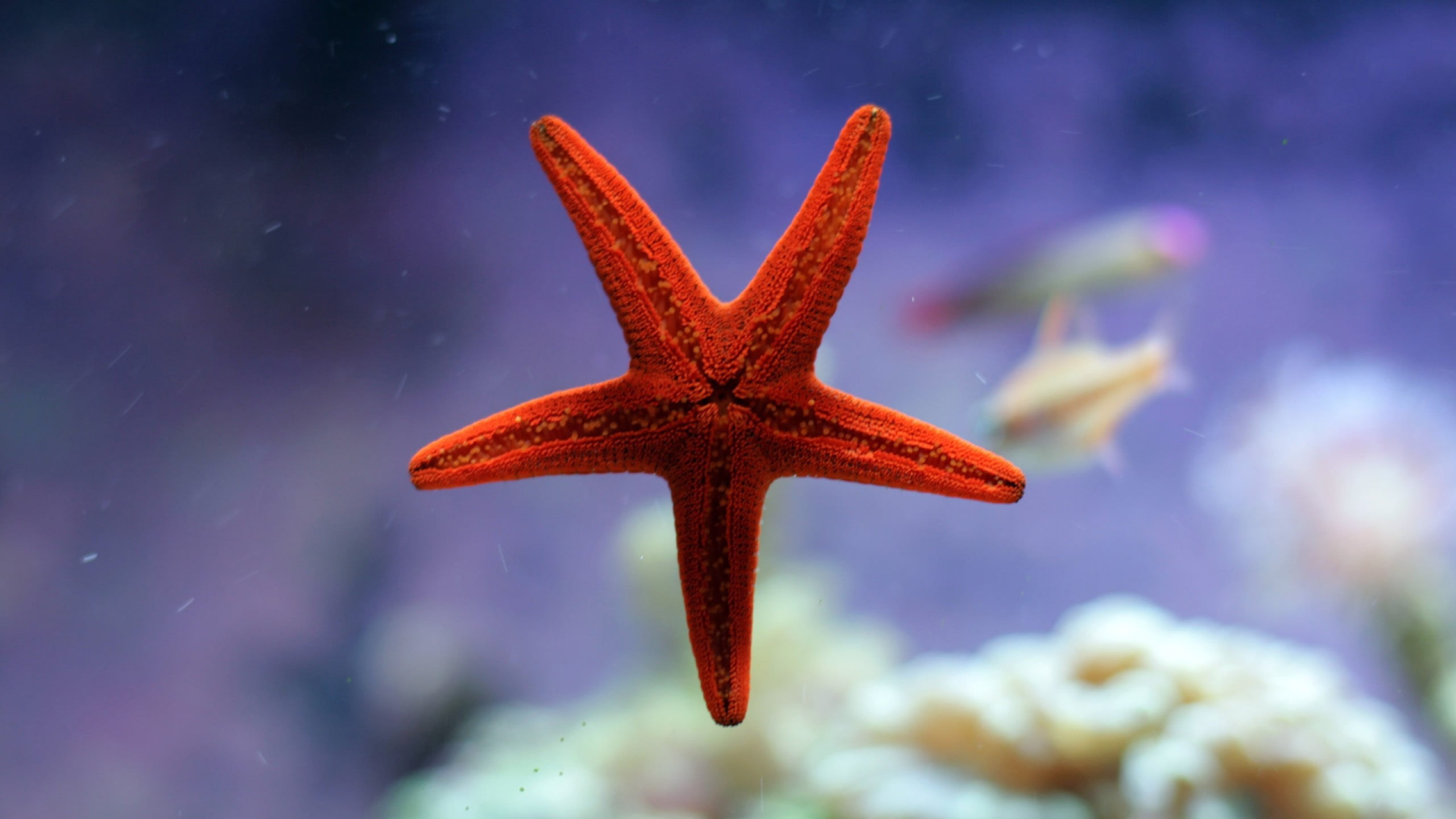 Online crop | red starfish, nature, water, underwater, starfish HD ...