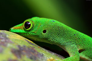 close-up photography of green lizard