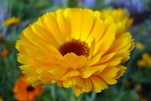 yellow Gerbera flower
