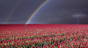 red flower plantation under a rainbow